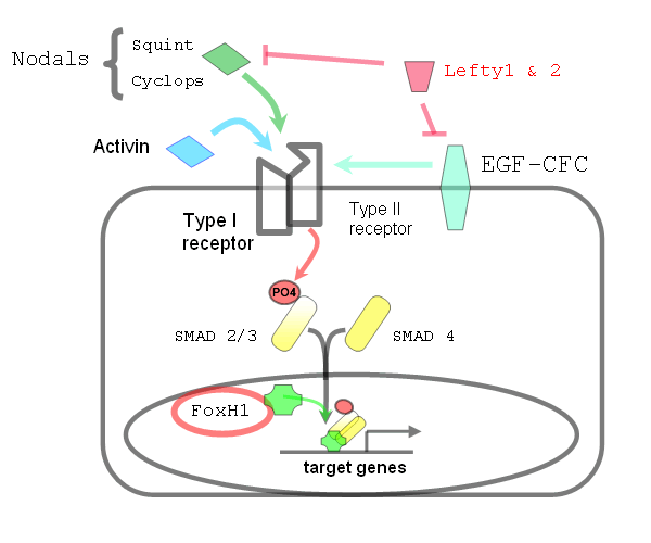 tgf beta pathway