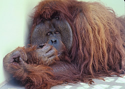 Orangutan. Courtesy Yerkes National Primate Research Center