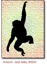 Art image of a chimpanzee with DNA sequence