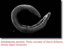 Schistosoma parasite. Photo courtesy of David Williams, Illinois State University