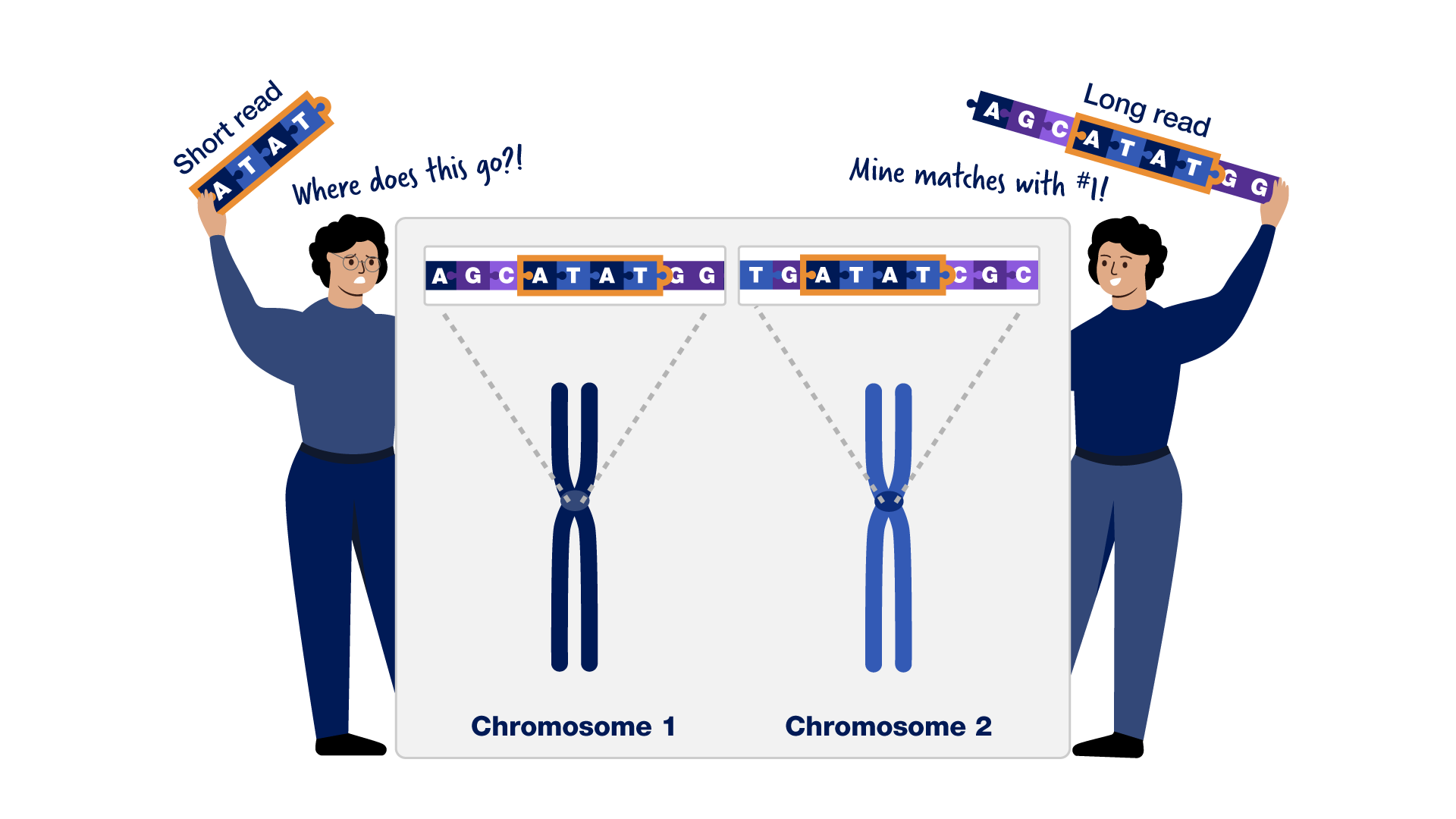 Telomere-to-telomere infographic - Reason 2