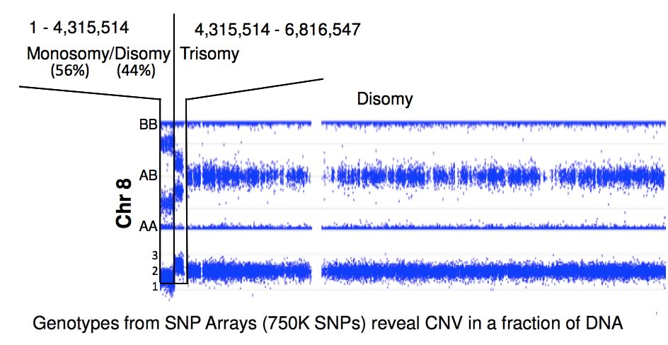 来自SNP阵列的基因型显示了一部分DNA中的CNV