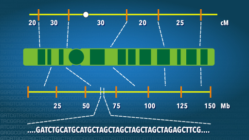 what does a gene map show Genetic Mapping Fact Sheet what does a gene map show