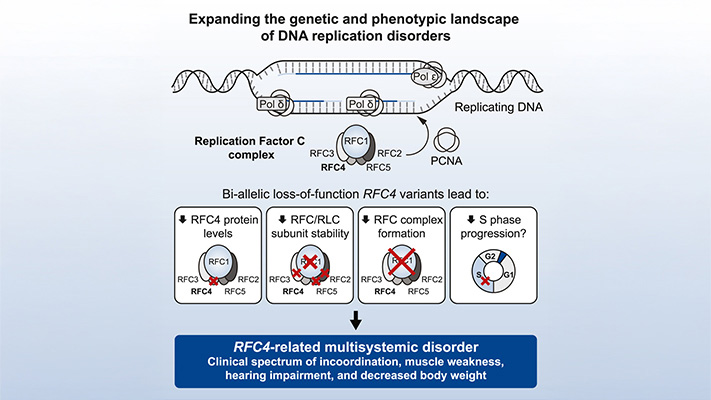 Expanding the genetic and phenotypic landscape of DNA replication disorders