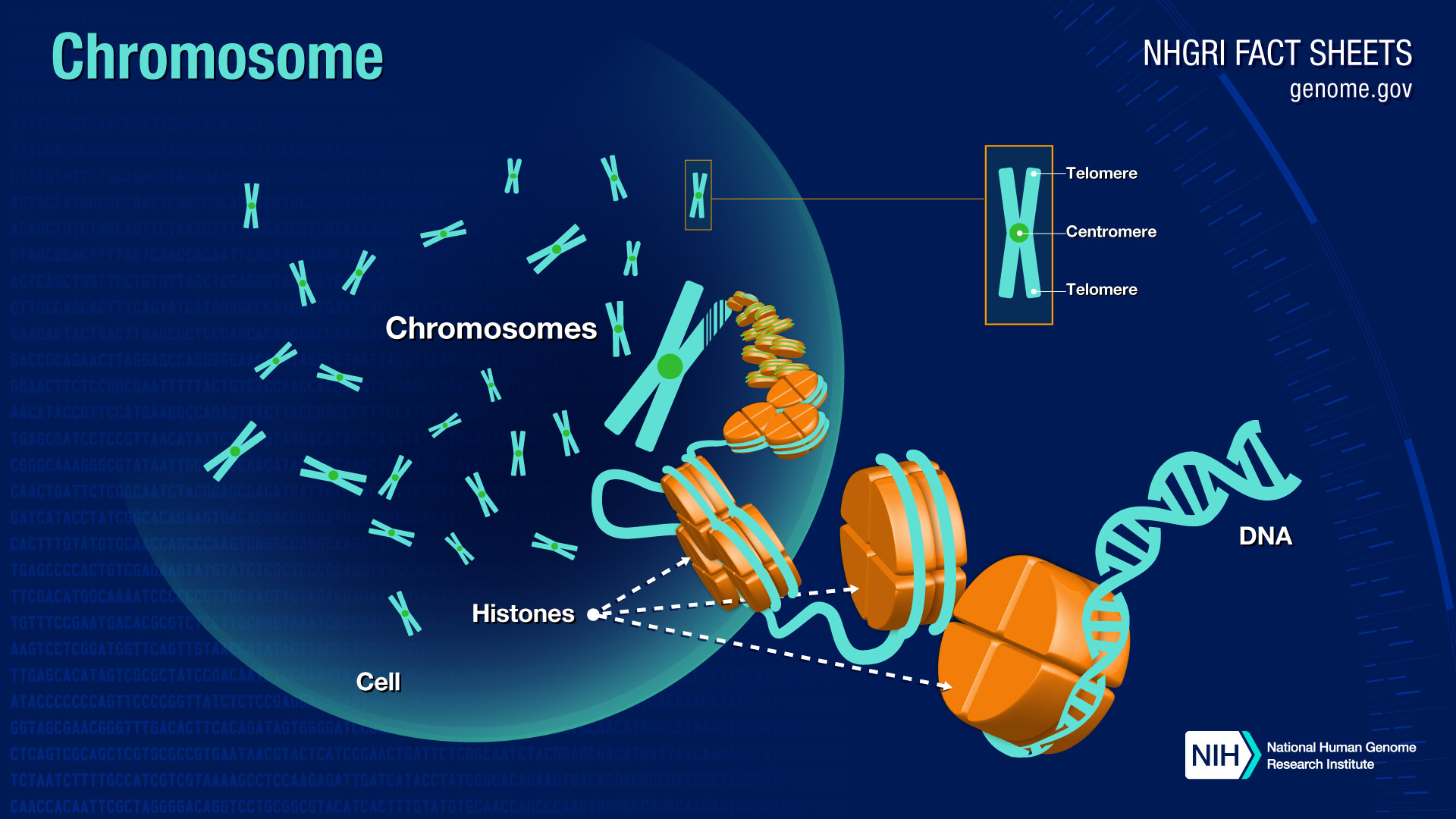 chromosomes in an animal cell