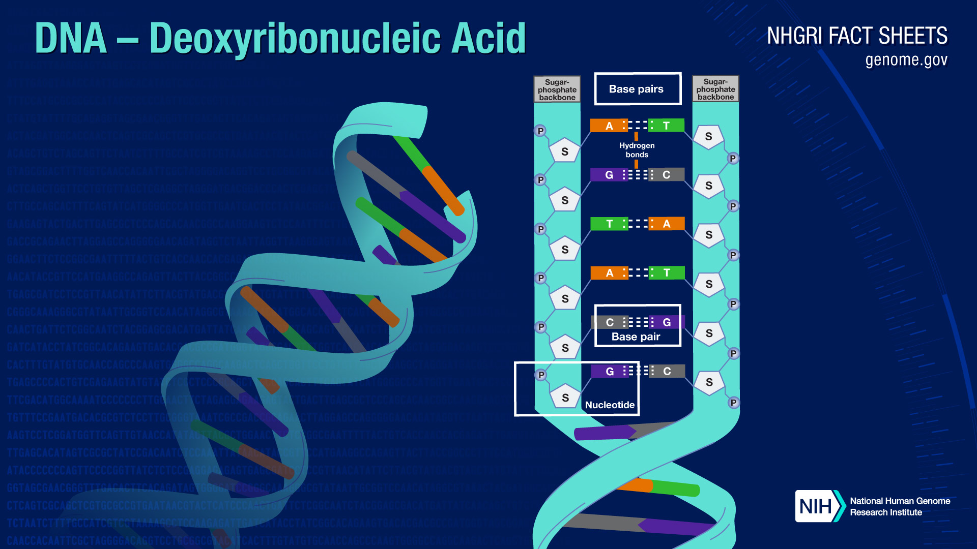 Deoxyribonucleic Acid Dna Fact Sheet