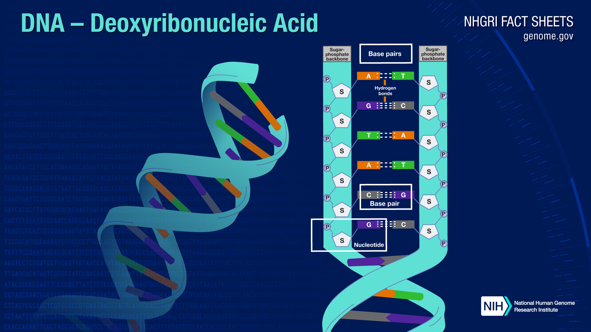 Deoxyribonucleic Acid DNA Fact Sheet