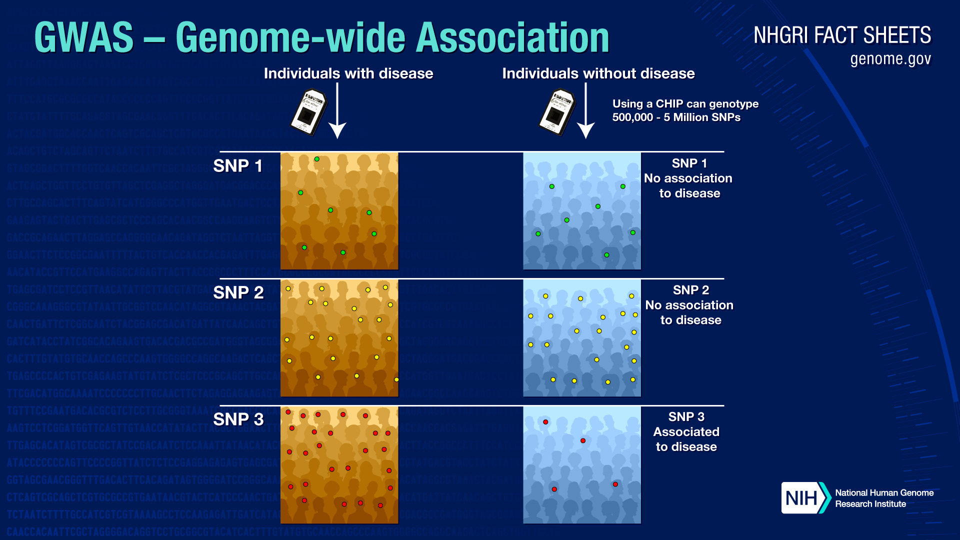 Genome Wide Association Studies Fact Sheet