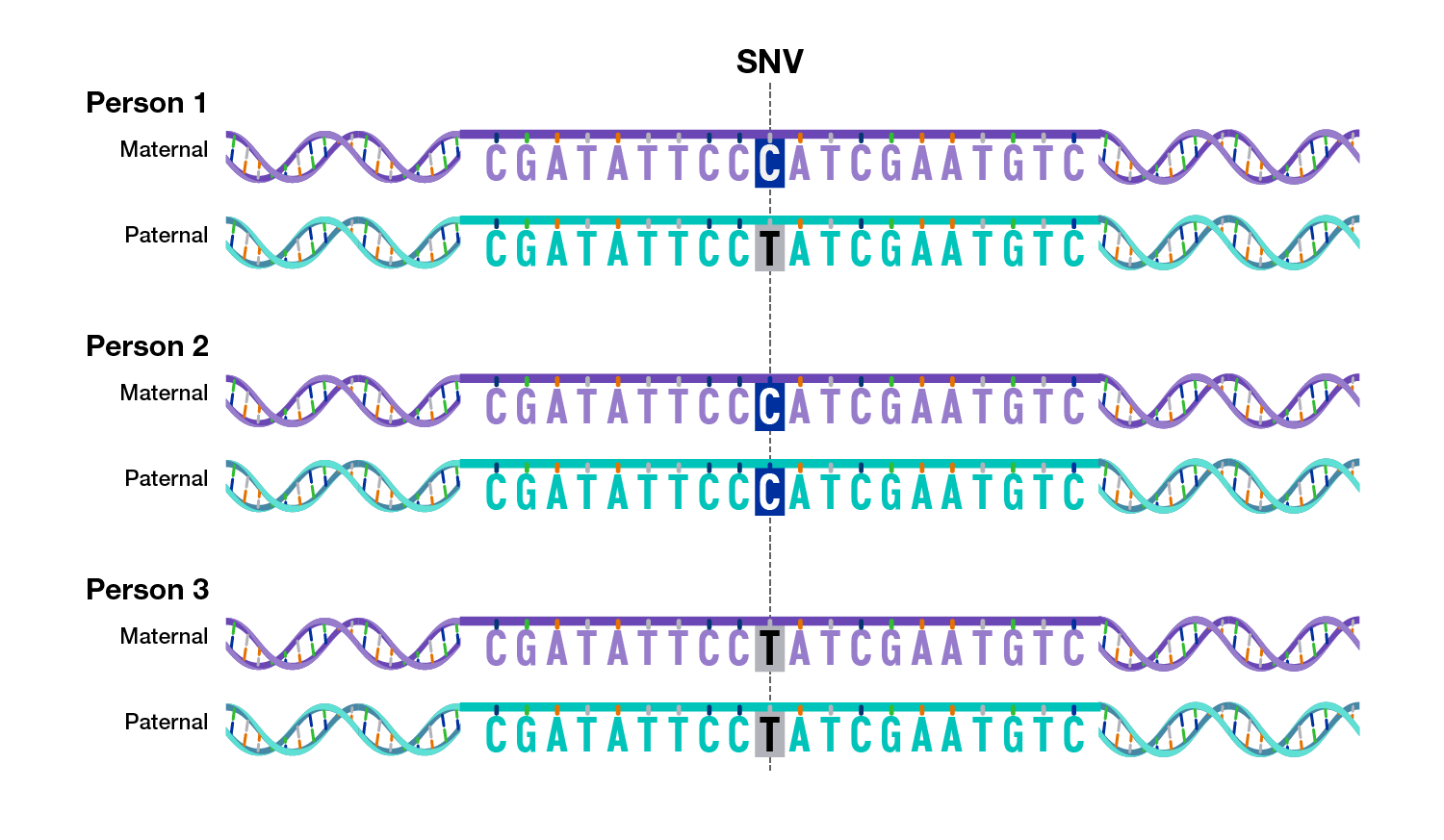 human dna sequence example