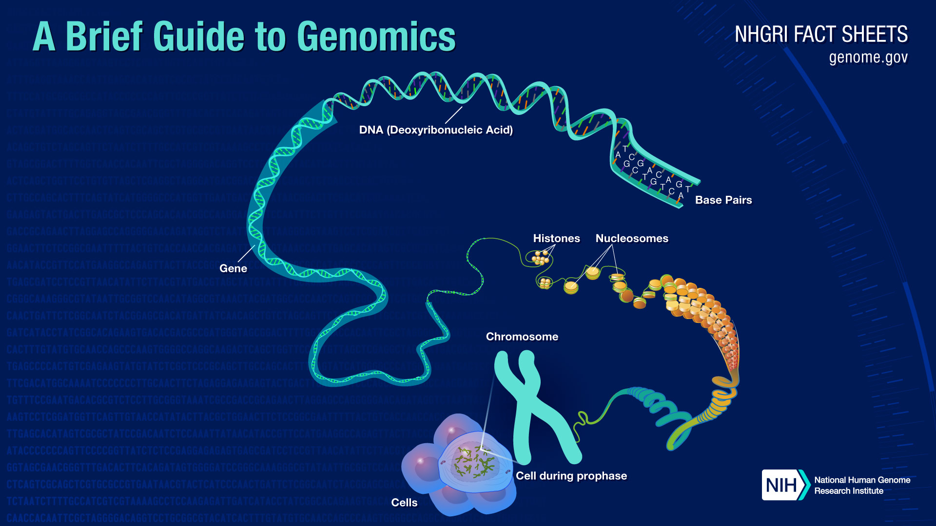 genome picture