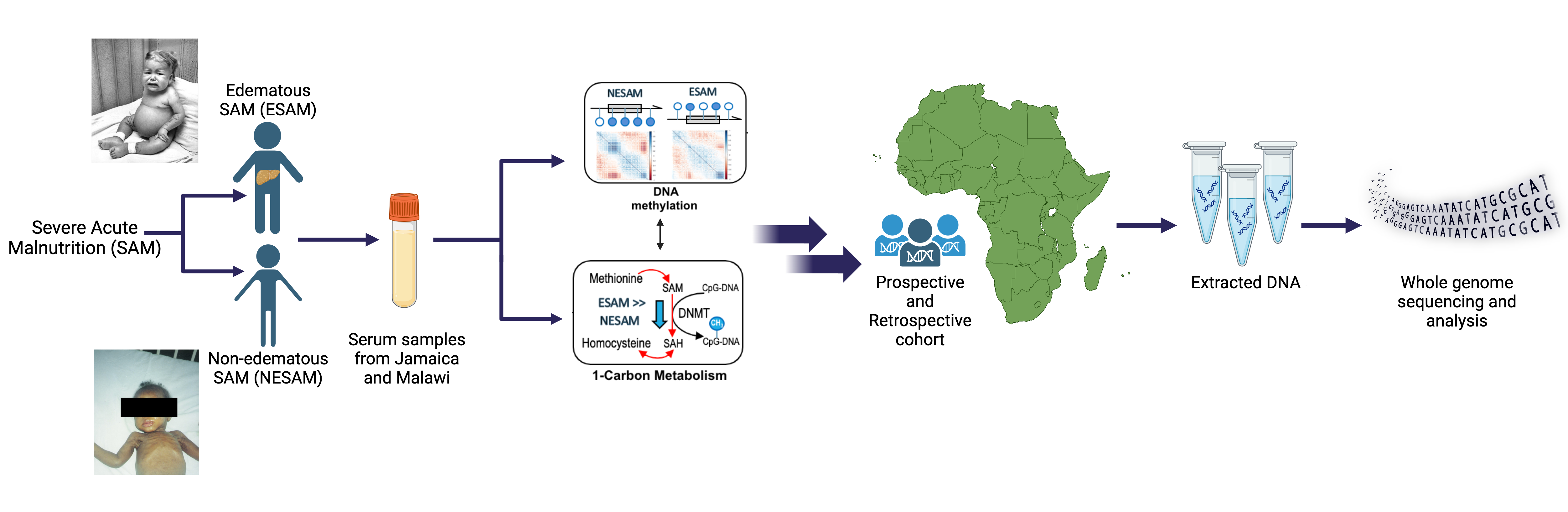 Figure depicts the process of using serum samples from children with malnutrition from Jamaica and Malawi and the discovery of dysregulated 1-carbon metabolite cycle and DNA hypomethylation in children with edematous severe acute malnutrition. On the right portion of the figure, it shows the flowchart of KwashNet, an international collaboration aimed to study the genetic etiology of severe acute malnutrition. Samples will be collected from a cohort and extracted DNA will be go through whole genome sequencing and analysis.