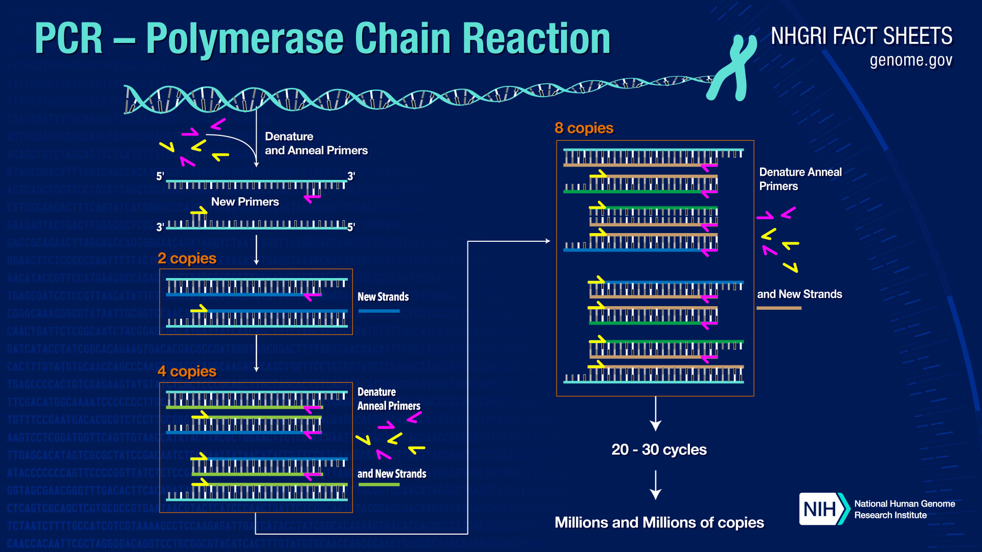 Polymerase Chain Reaction Pcr Fact Sheet