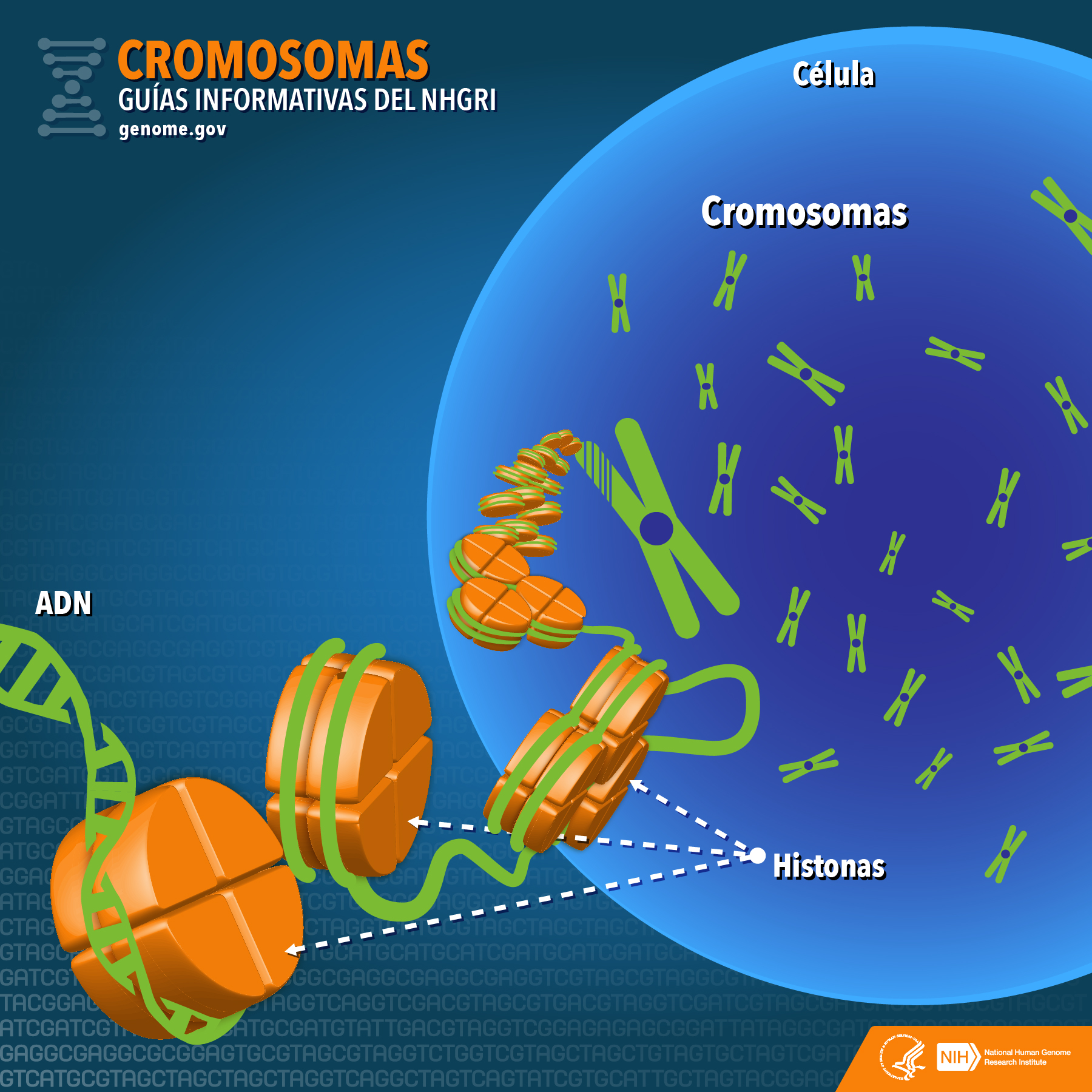 Cromosomas | NHGRI