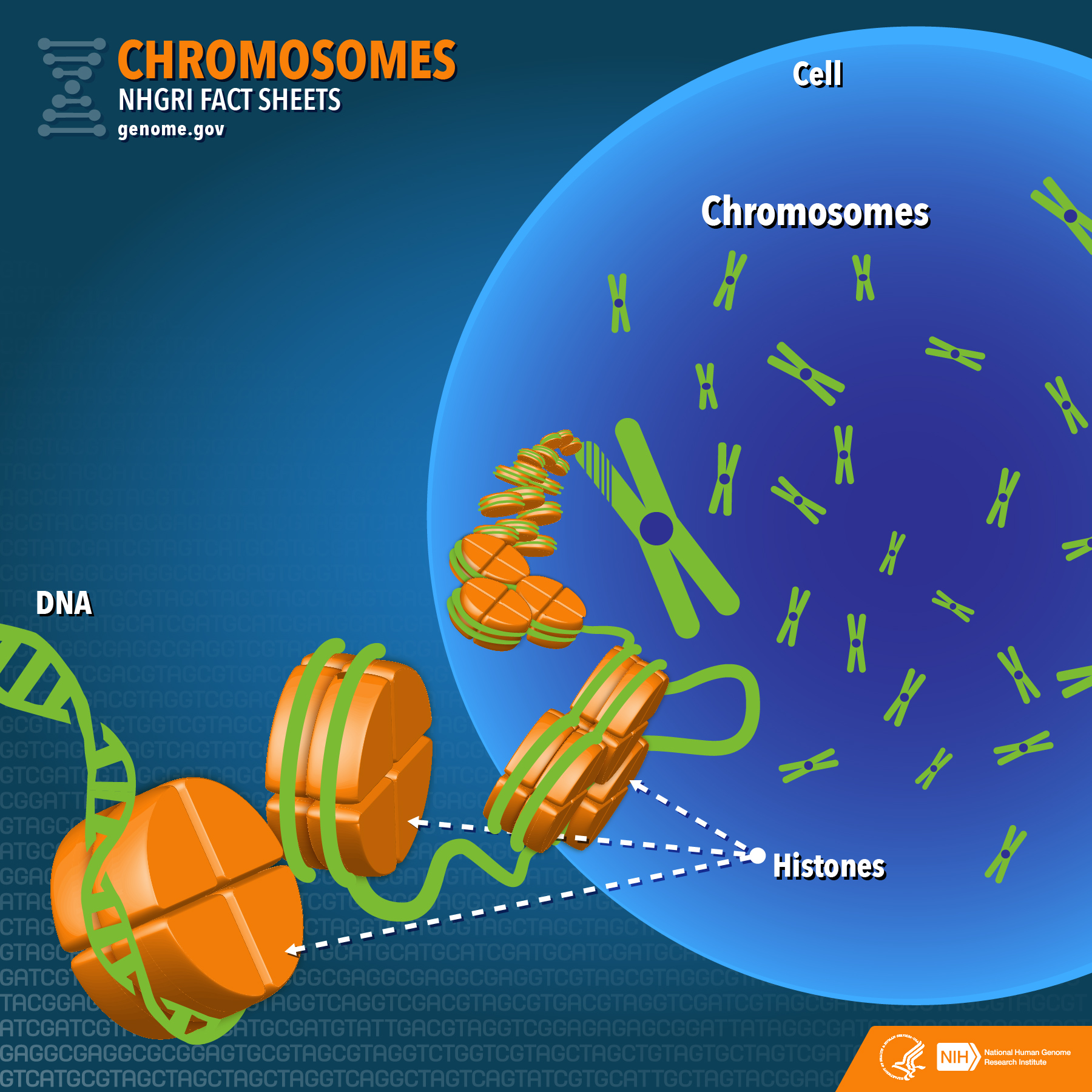 what chromosome is SCIDS on