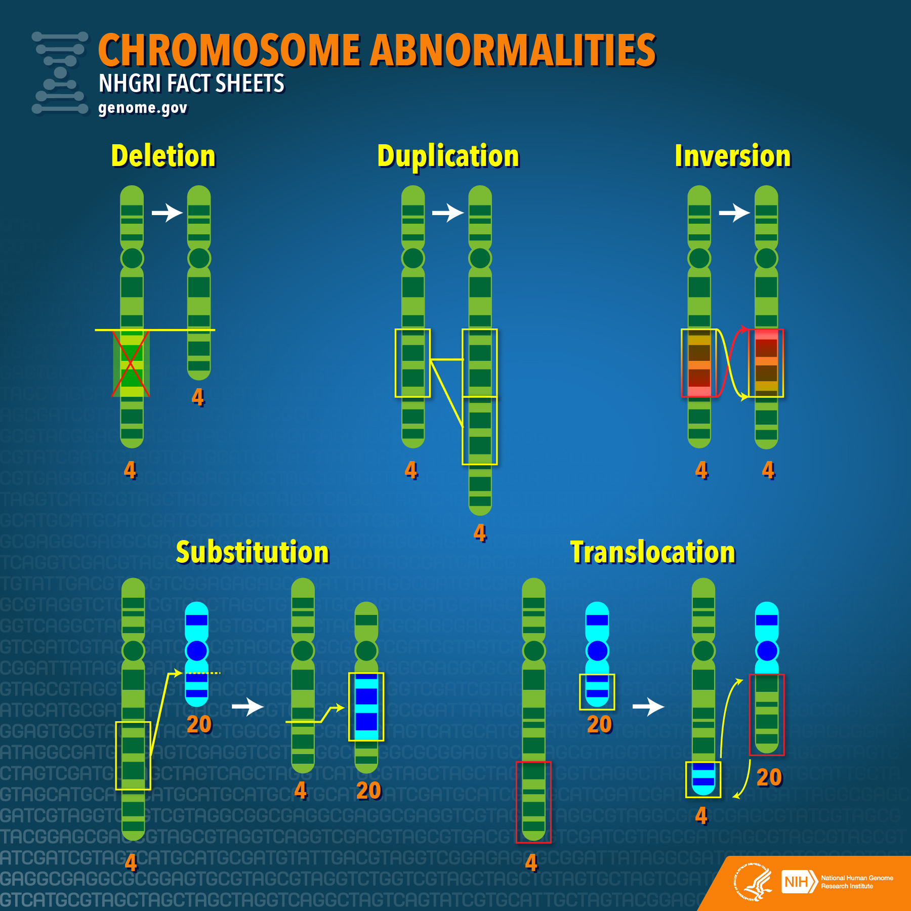 23 Chromosomes In Humans The Engineering Internship Cover Letter