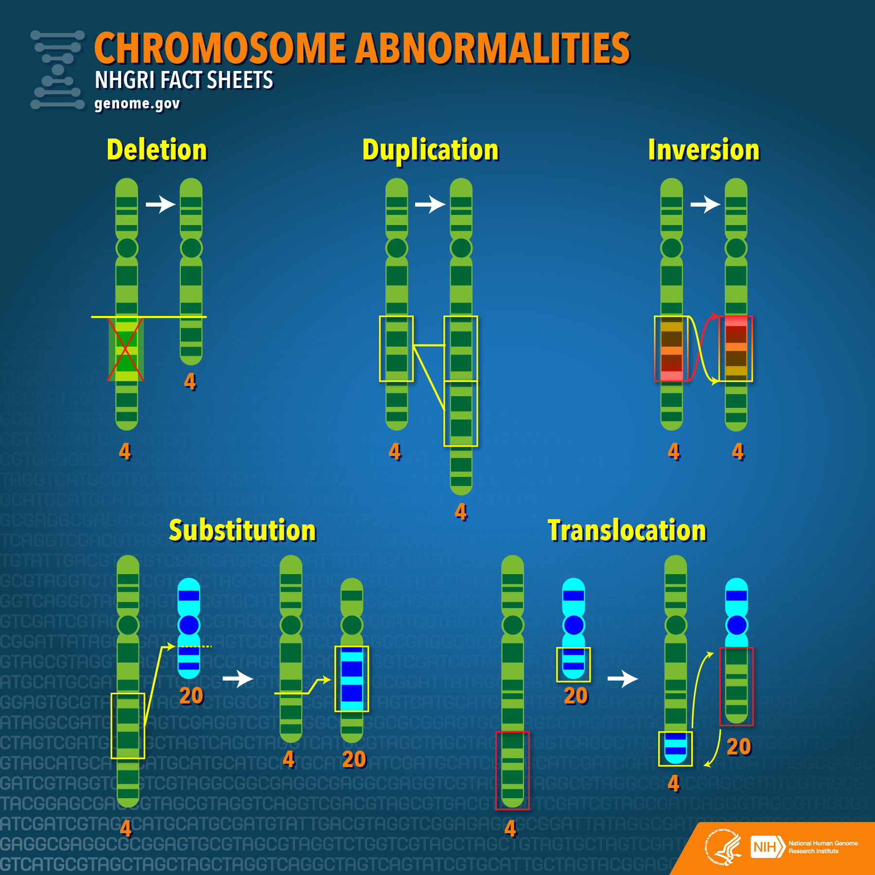 Chromosome Abnormalities Fact Sheet