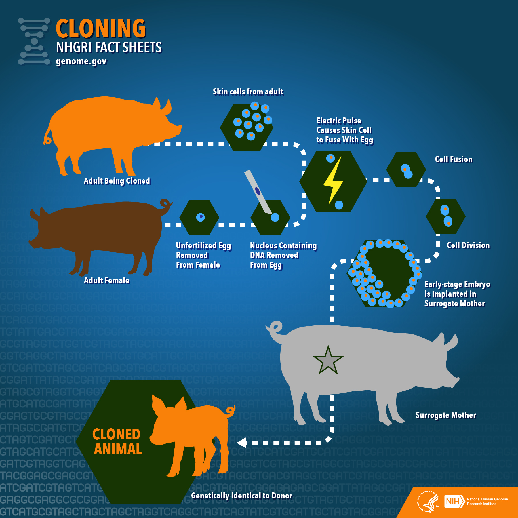 research article on cloning