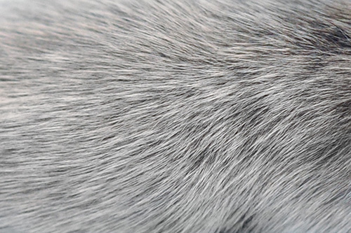 NIH researchers link graying hair and the immune system