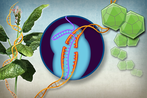 Gene Editing Technology Harnessed To Protect Plants From Viruses