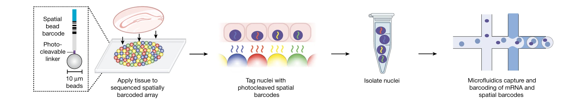 Schematic of Slide-tags. A 20-μm fresh-frozen tissue section is applied to a monolayer of randomly deposited, DNA-barcoded beads that have been spatially indexed. These DNA spatial barcodes are photocleaved and associate with nuclei. Spatially barcoded nuclei are then profiled using established droplet-based single-nucleus sequencing technologies. The diagram was created using BioRender.