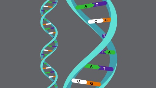 Dna Double Helix