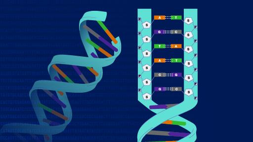 Deoxyribonucleic Acid Dna Fact Sheet