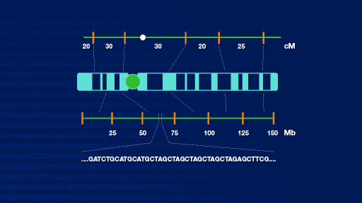 Genetic Mapping Fact Sheet