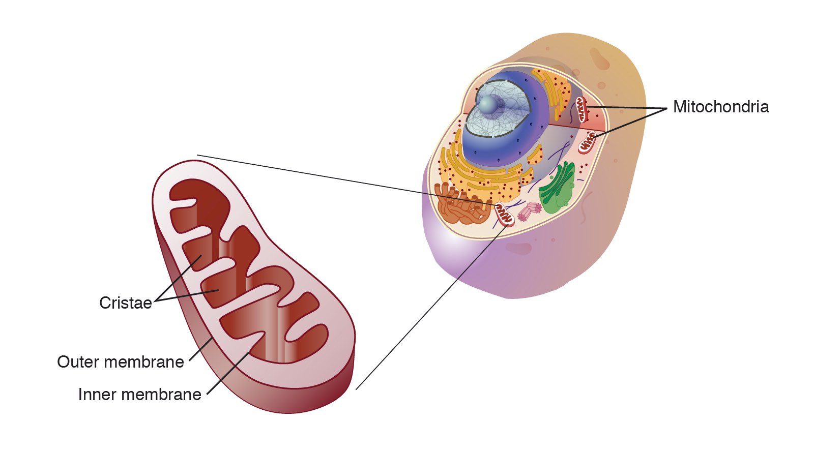 mitochondria in a human cell