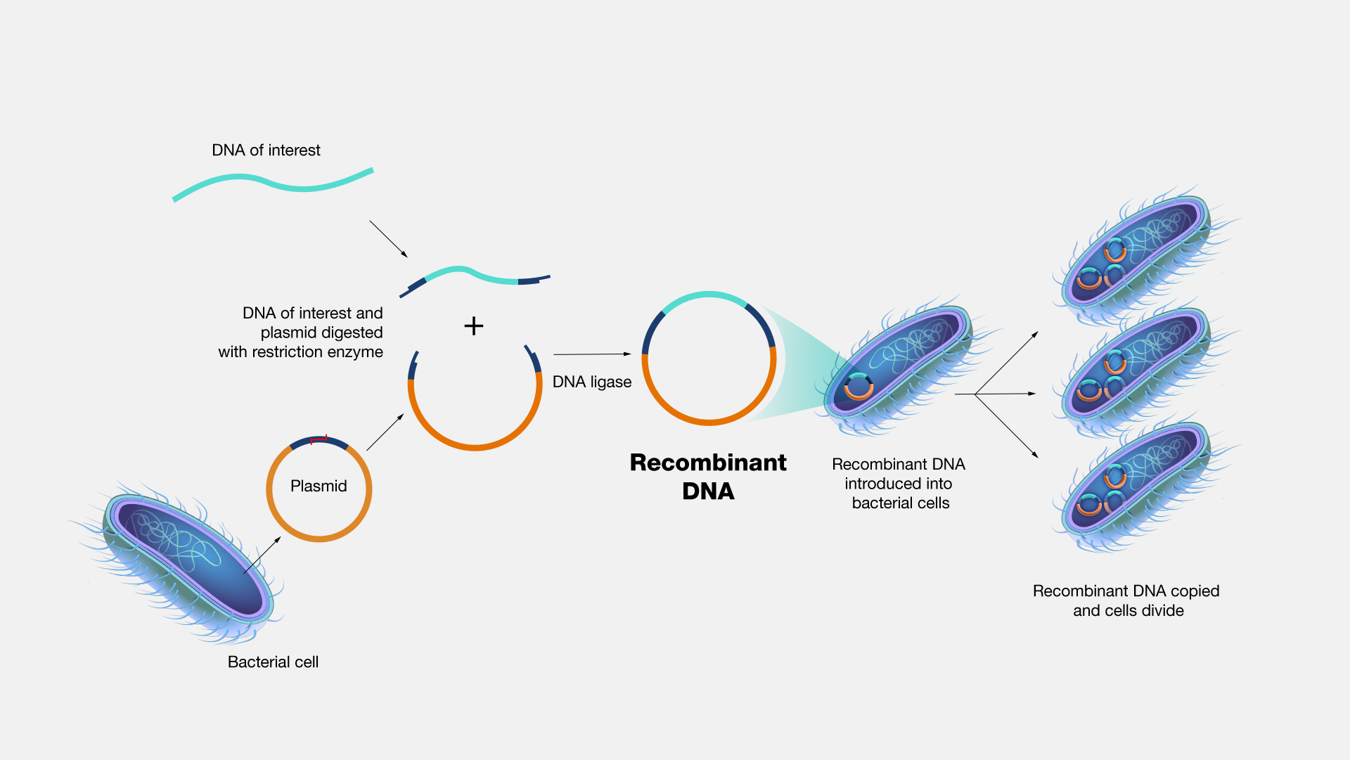 Recombinant DNA Technology