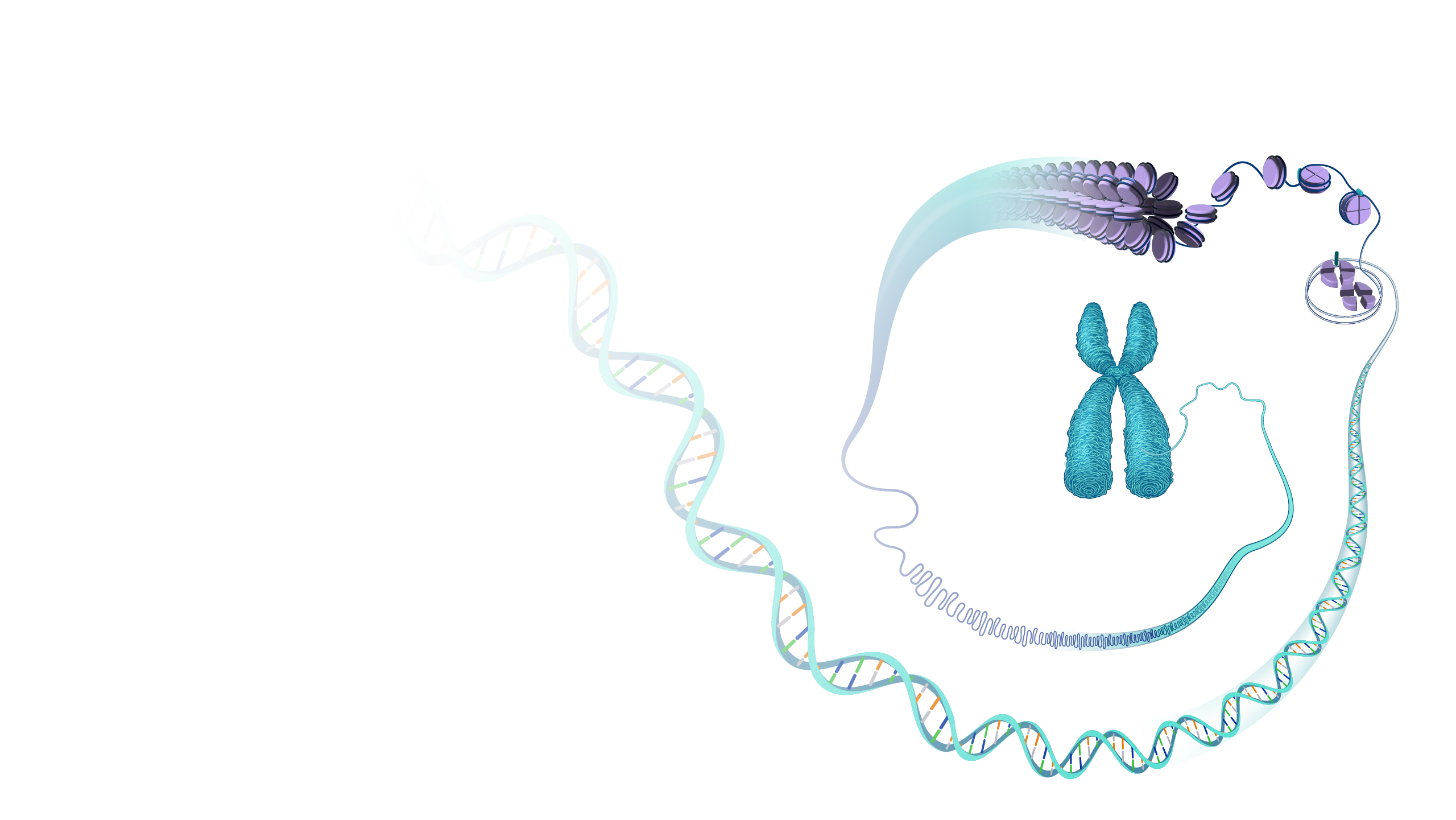 Generic Chromosome DNA