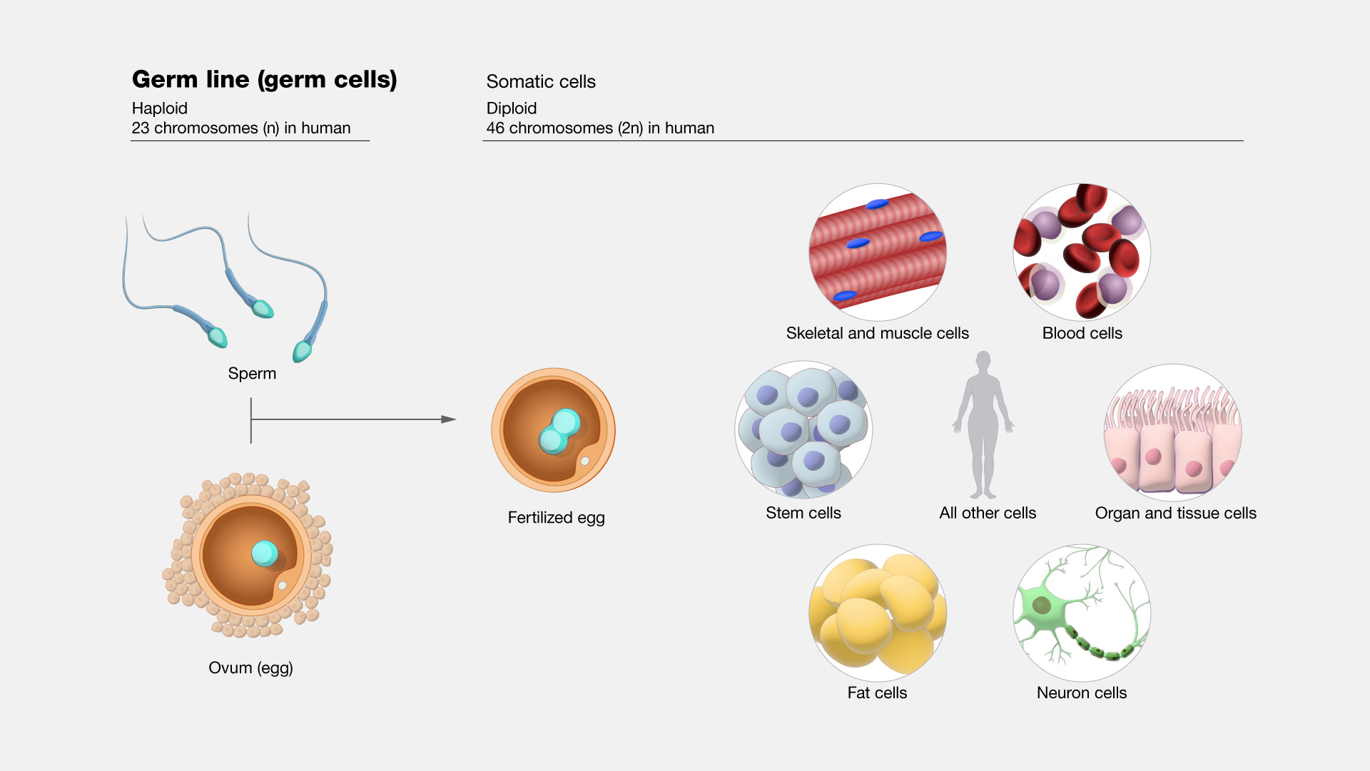 Cell Definition