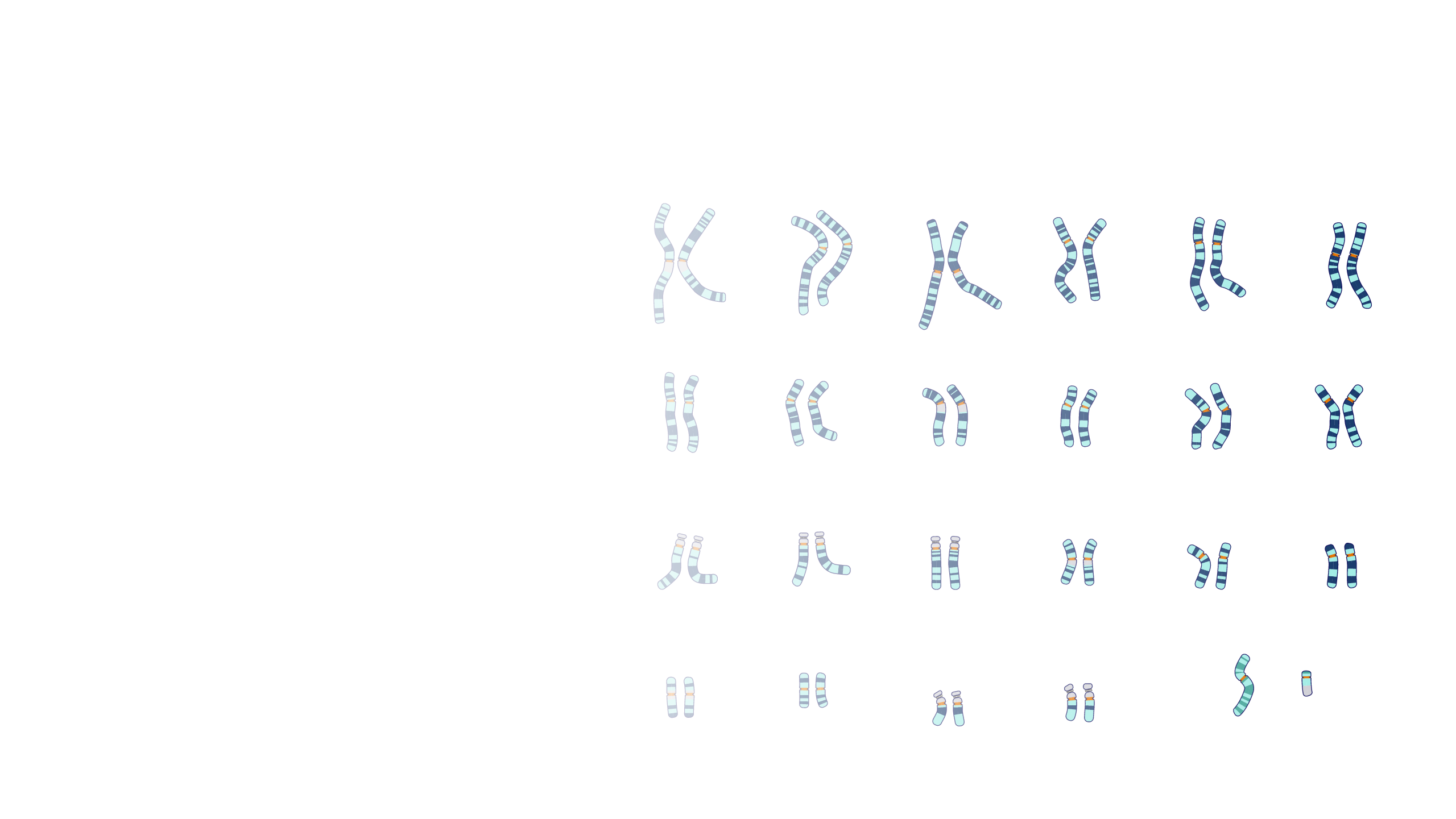 xy chromosome karyotype
