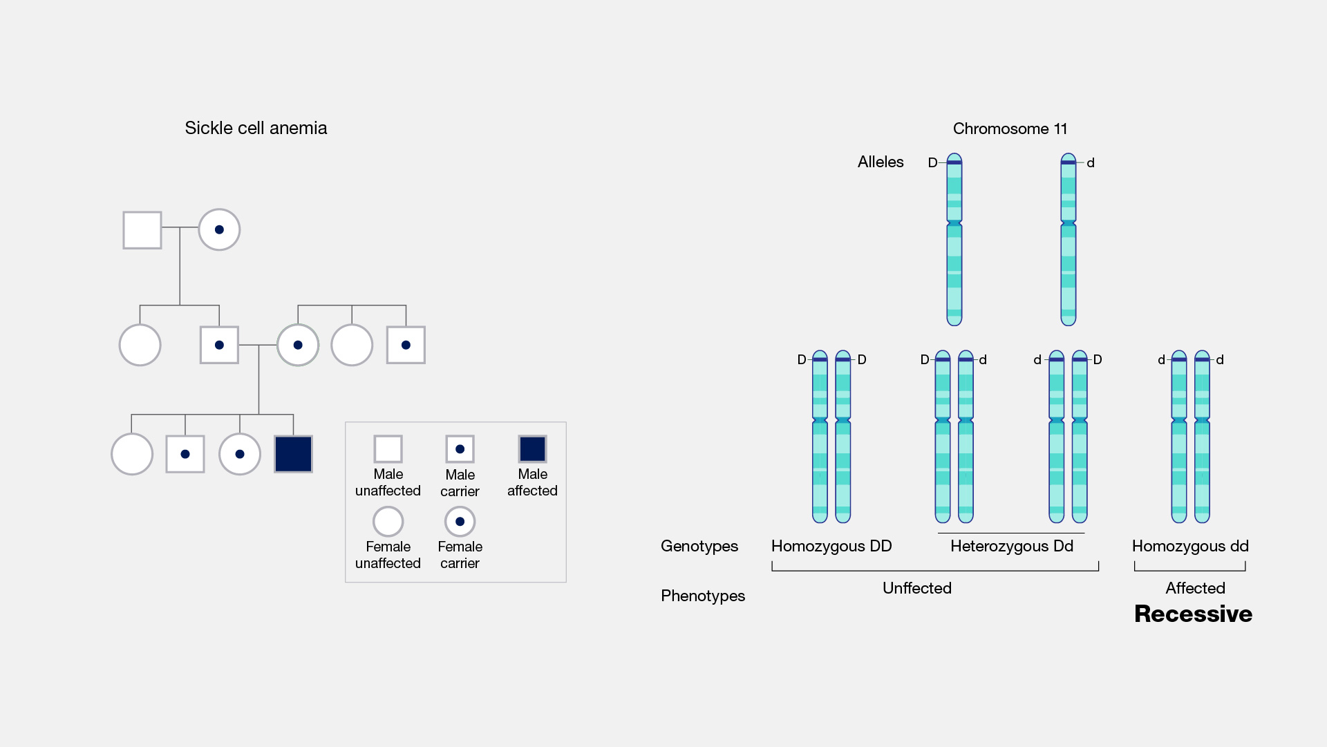 Recessive Traits And Alleles