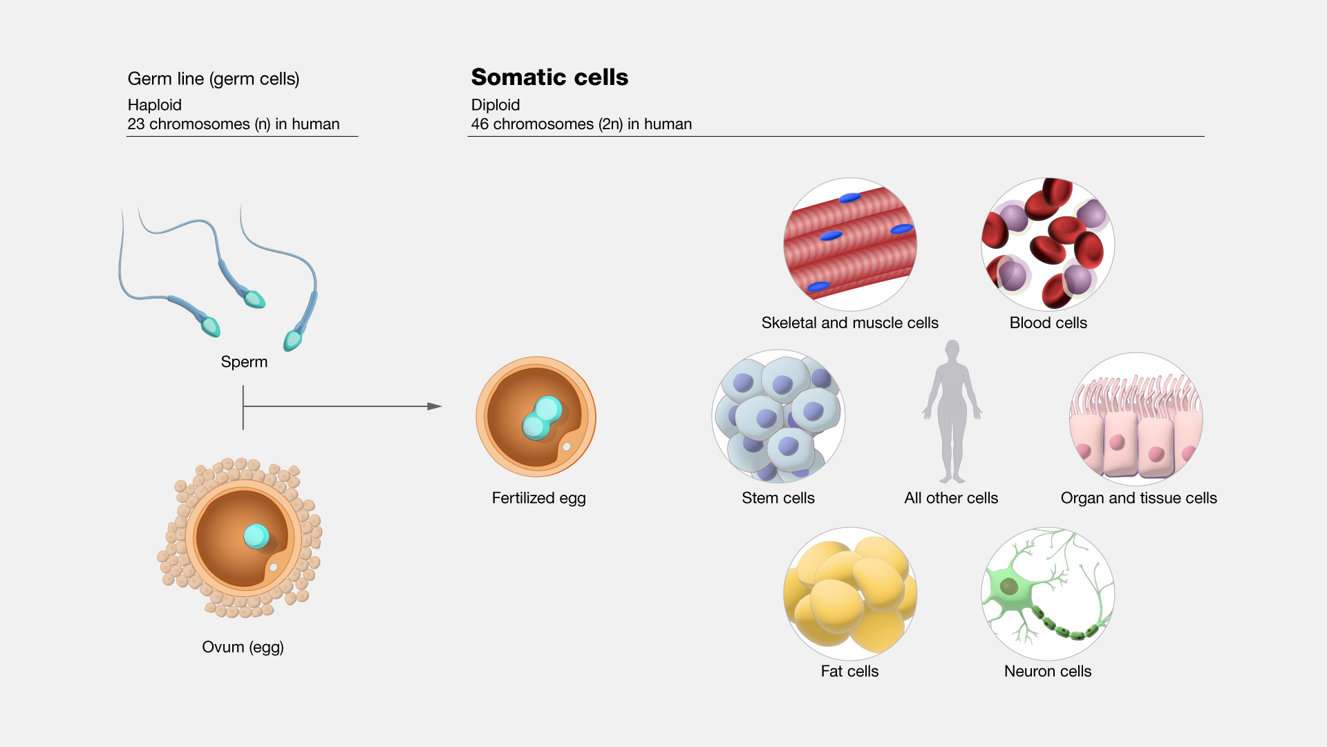 somatic cell example