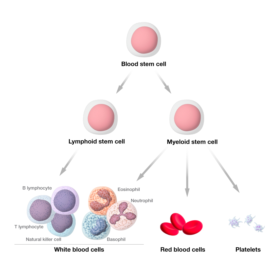 red blood cells and white blood cells