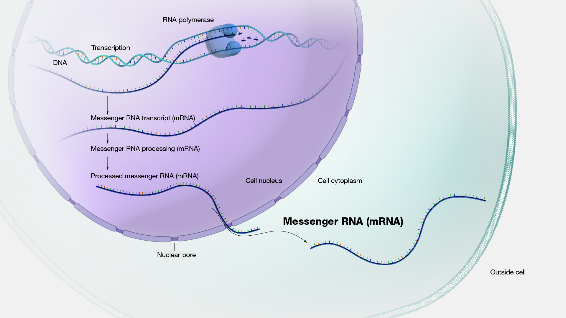 ribosomal rna biology