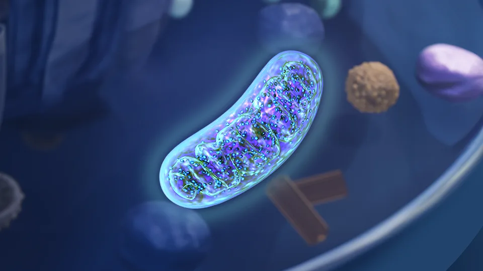 Studying mitochondrial DNA sheds light on the importance of vitamins