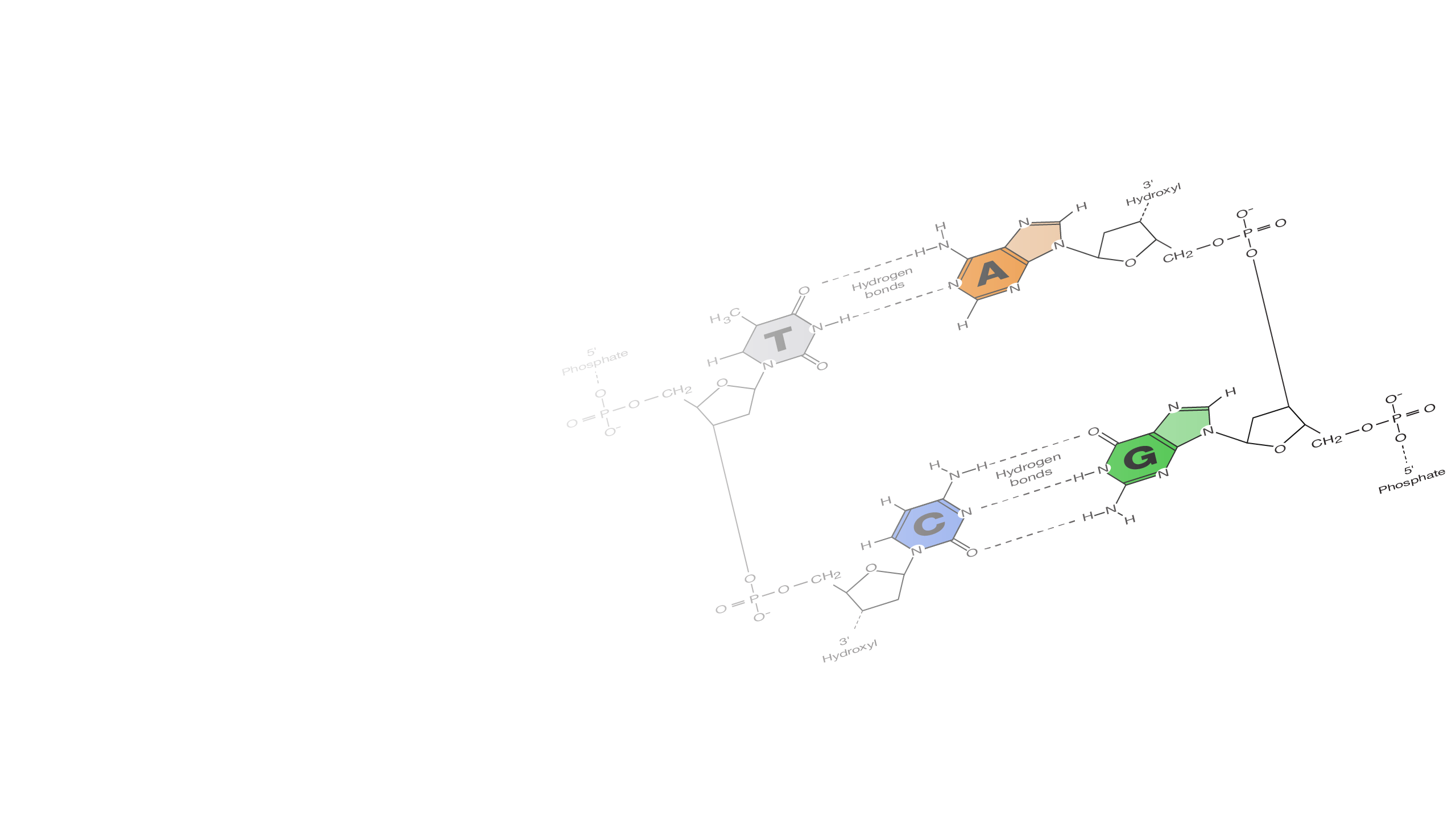 Nucleotide