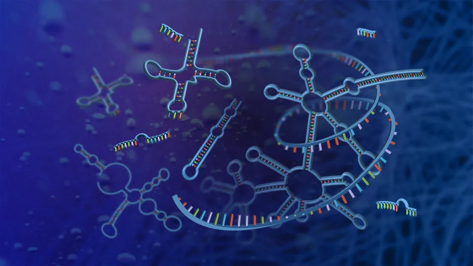 Ribonucleic Acid (RNA)