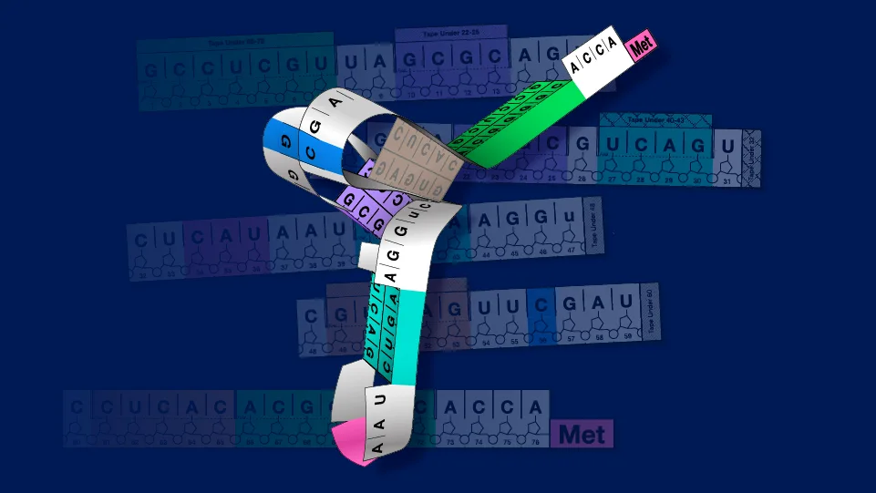 tRNA Paper Model