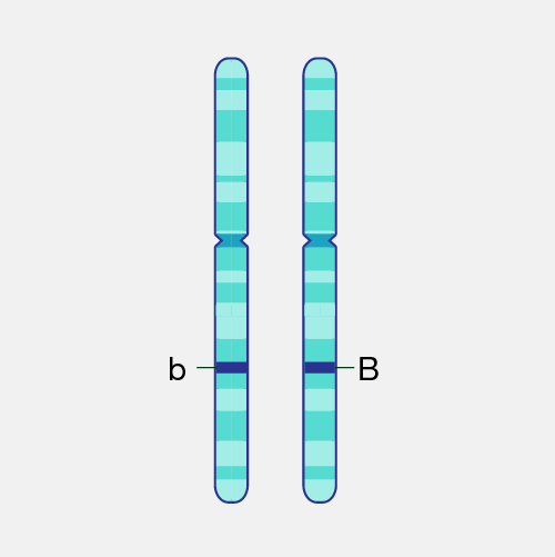 alleles example