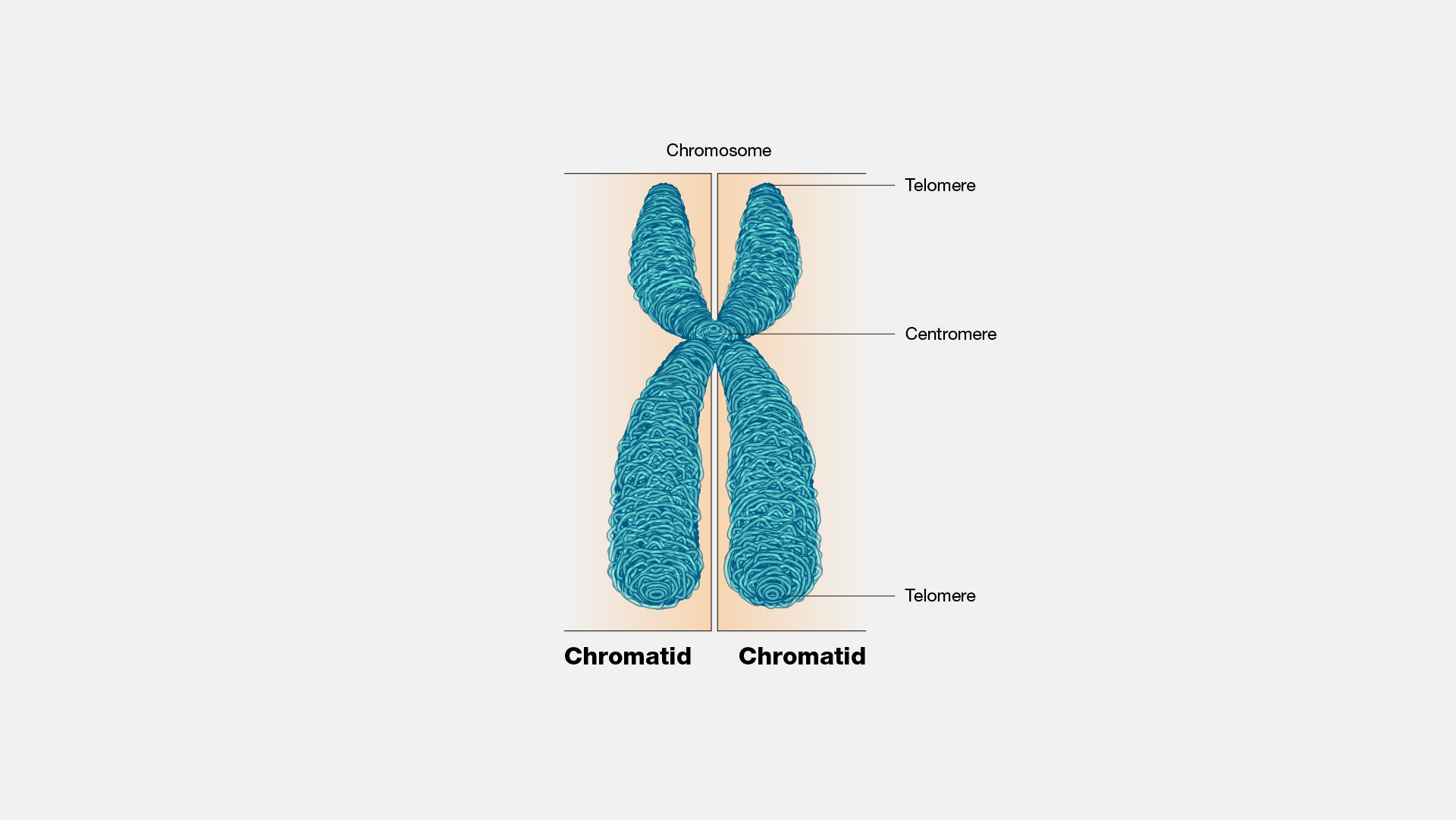 labelled diagram of chromosome RosieAreebah