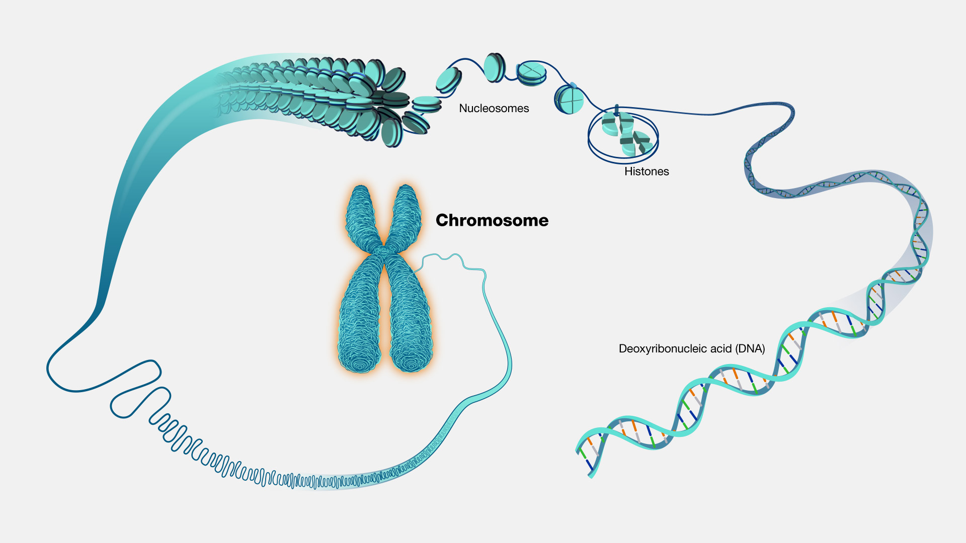 chromosomes-and-dna-packaging-biology-for-majors-i