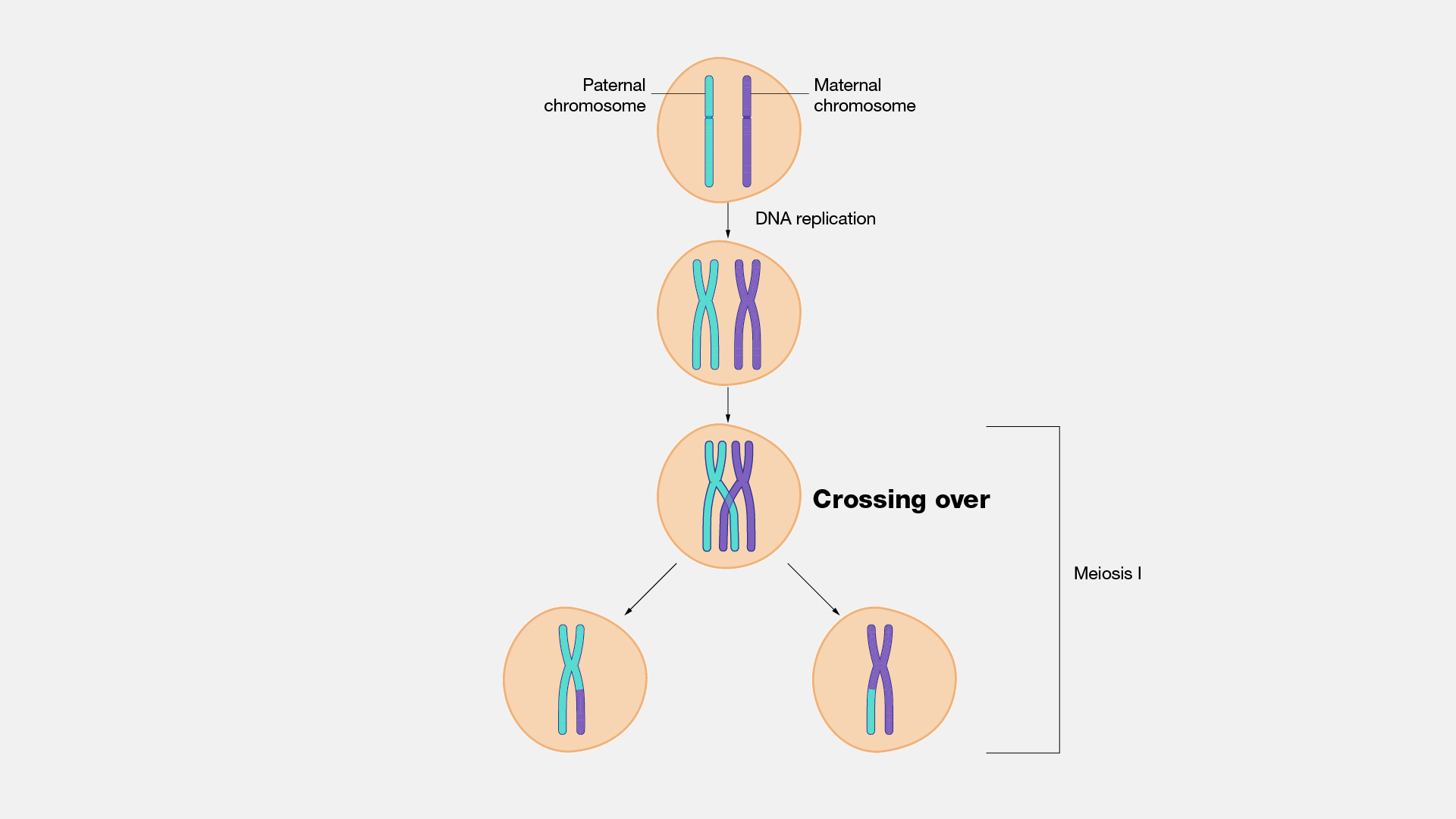 chromosomes in meiosis