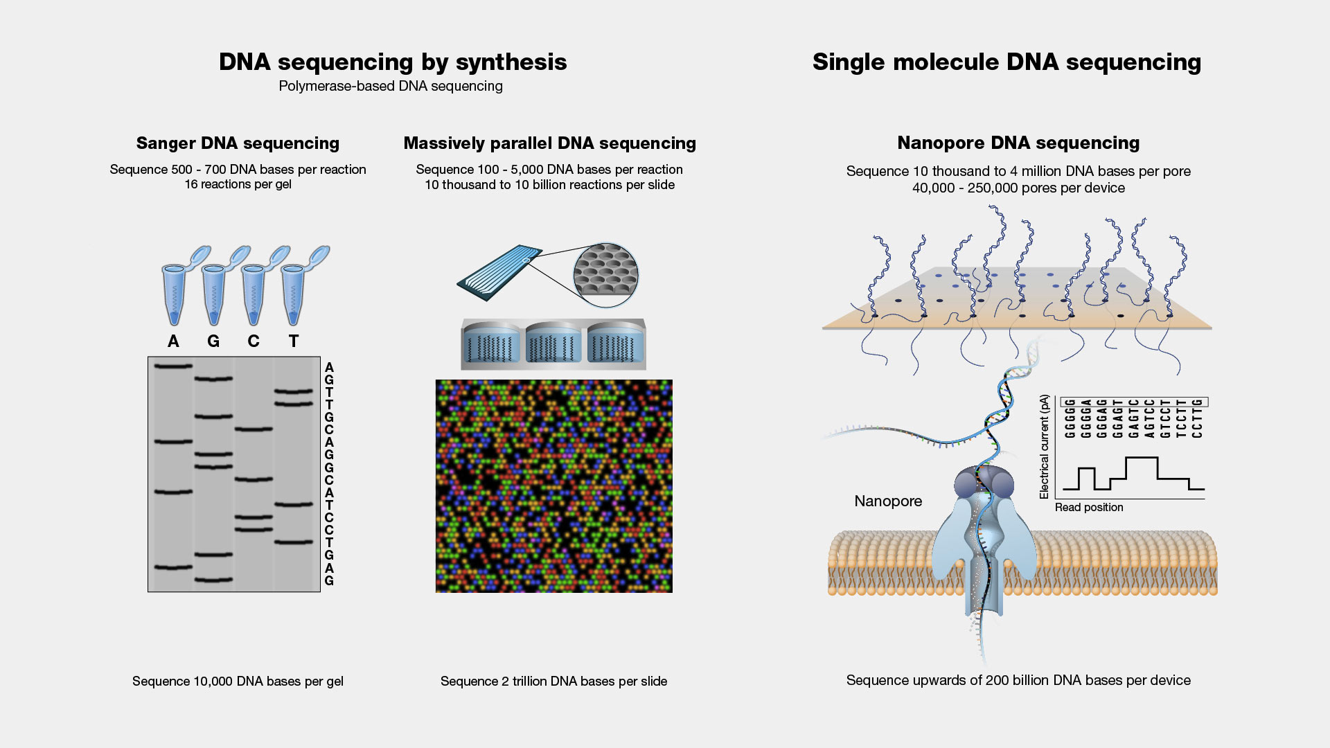 What Is First Generation Sequencing Printable Form Templates And Letter