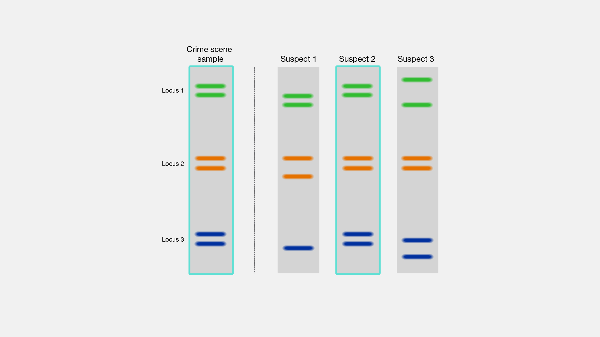 Dna Fingerprinting Activity Hot Sex Picture