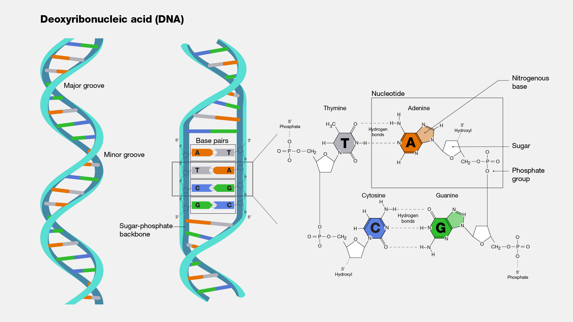 3d dna structure labeled