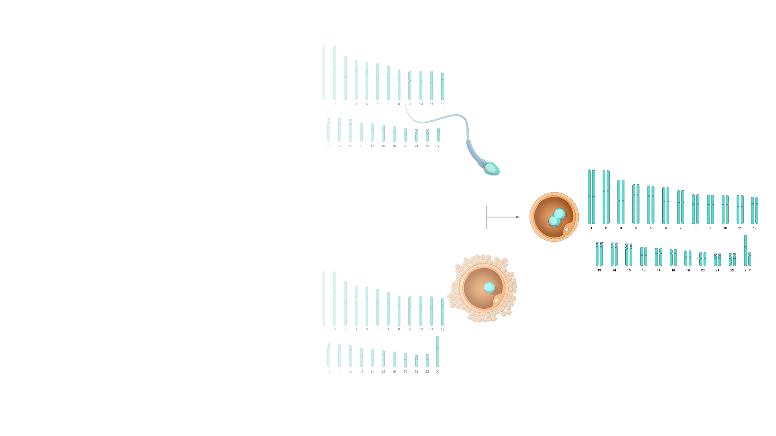 Diploid