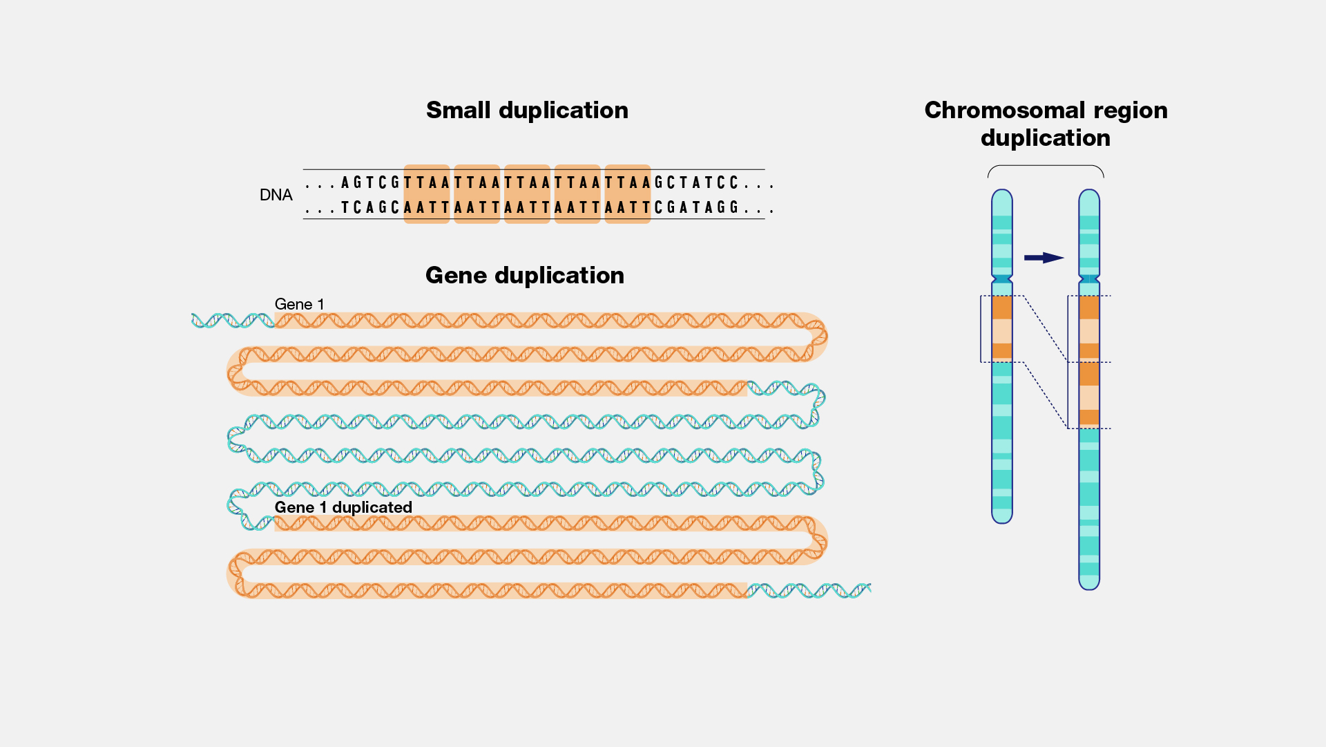 Duplication