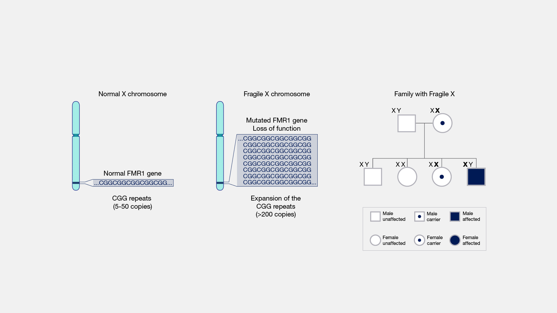 fraxa-fraxe-intergenetics